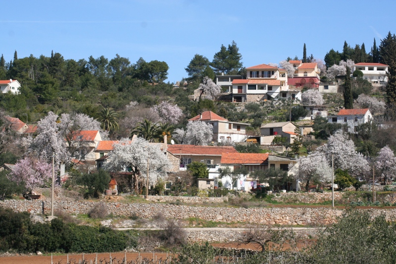 Almond trees in Dol